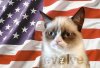 grumpy cat flag evolve.jpg