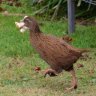 Weka